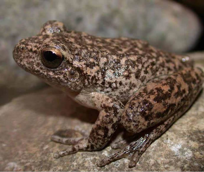 Endangered Booroolong frog