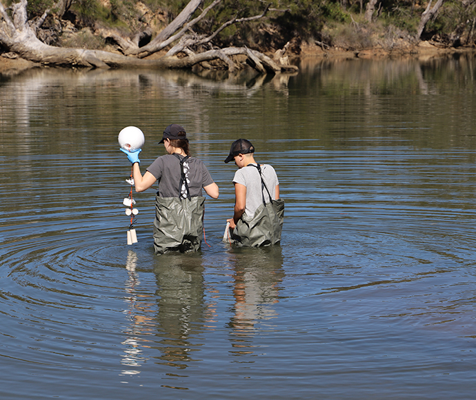 Two people wading into water, in Arrawarra Creek near Coffs Harbour, one holds a passive sampler to install.