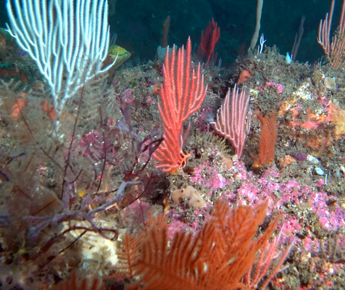 Soft corals and sponges on a deep-water reef
