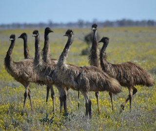 Emus (Dromaius novaehollandiae) are the largest Australian native bird