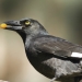 Pied currawong (Strepera graculina) with wild fruit 