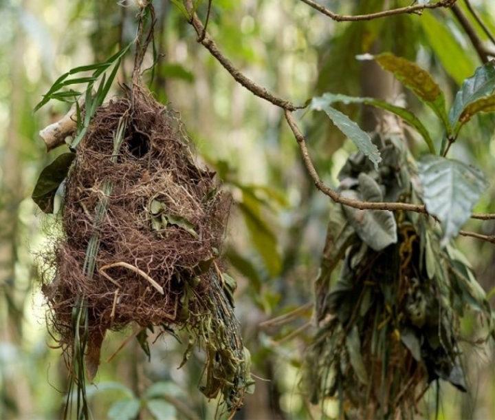 Woven bat nests visible in bushland
