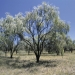 Weeping myall (Acacia pendula) on Darling Riverine Plains 