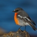 The flame robin (Petroica phoenicea) is a vulnerable species in NSW