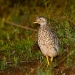 The plains-wanderer (Pedionomus torquatus) is now an iconic threatened species in NSW