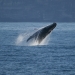 Humpback whale (Megaptera novaeangliae) breaching off Sydney coastline