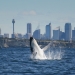 Breaching humpback whale (Megaptera novaeangliae), South Head, Sydney Harbour National Park