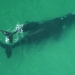 Southern right whale (Eubalaena australis), mother and calf