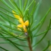 North Rothbury persoonia (Persoonia pauciflora) is a critically endangered species
