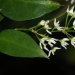 White-flowered wax plant (Cynanchum elegans) is threatened in NSW
