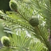 Wollemi pine (Wollemia nobilis) is one of our iconic threatened species